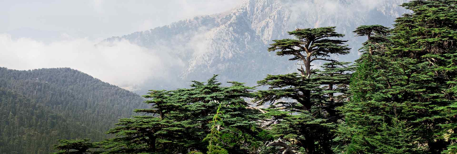 Building Trust By Standing Tall And Staying True Building Trust By Standing Tall And Staying True